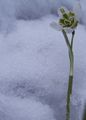Galanthus plicatus flore pleno-1 Śnieżyczka przebiśnieg